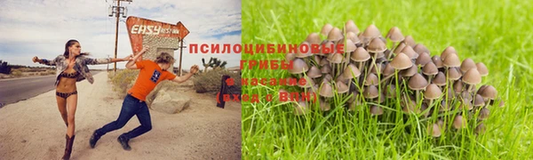 сатива Абаза